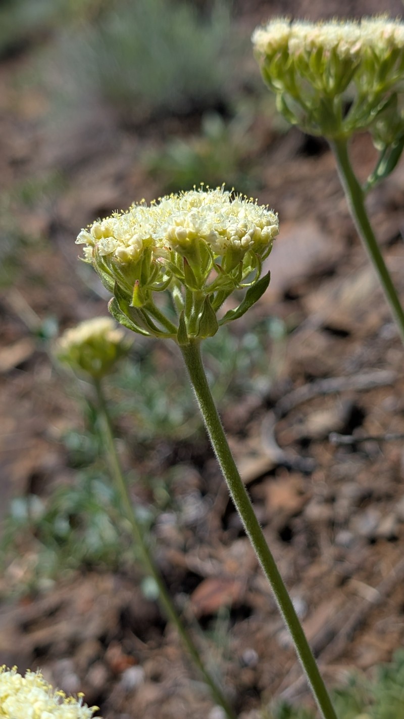 Eriogonum ursinum var. erubescens