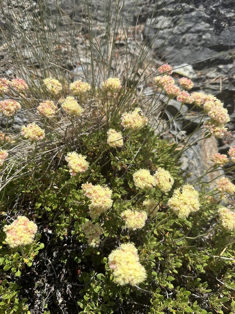 Eriogonum ursinum var. erubescens photo 2