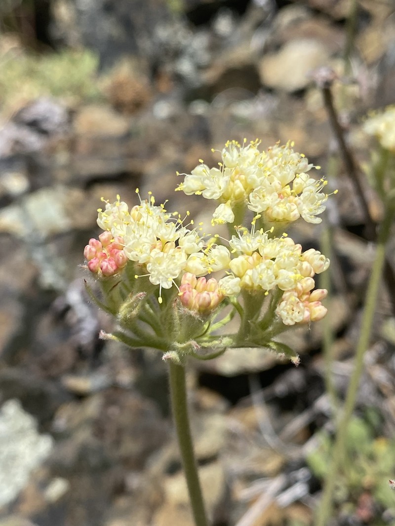 Eriogonum ursinum var. erubescens photo 3