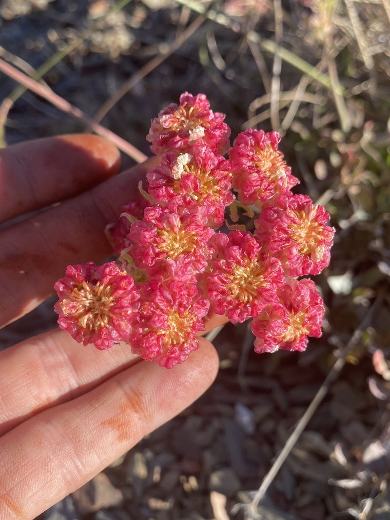 Eriogonum ursinum var. erubescens photo 4