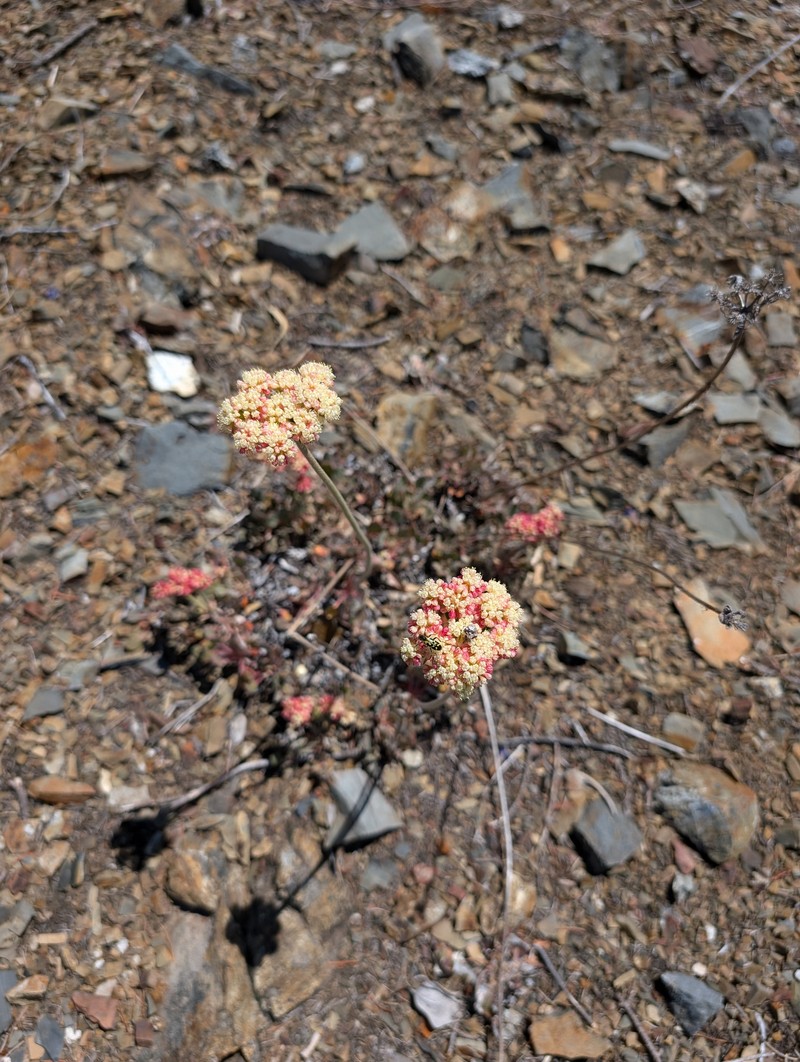 Eriogonum ursinum var. erubescens photo 5
