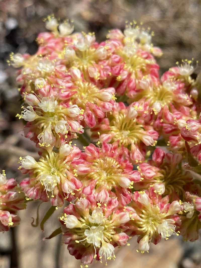 Eriogonum ursinum var. erubescens photo 7