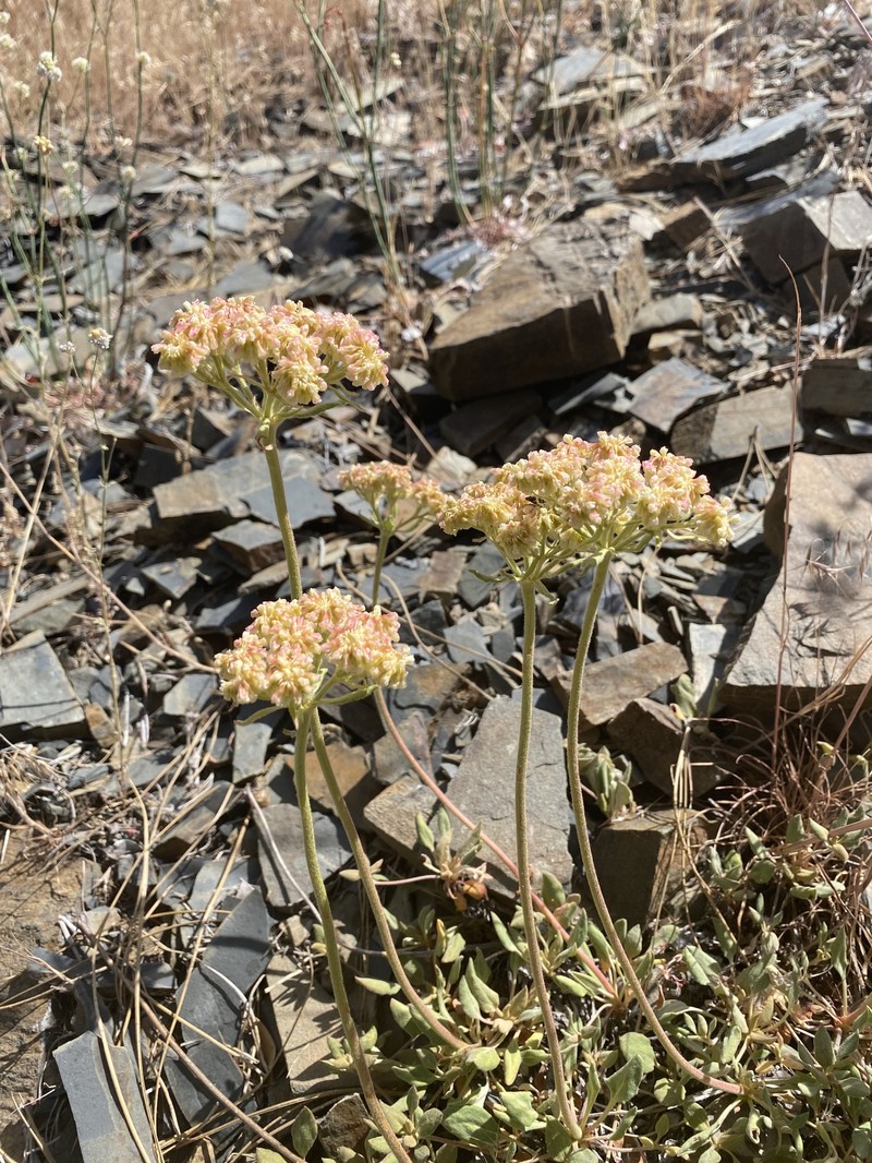 Eriogonum ursinum var. erubescens photo 8