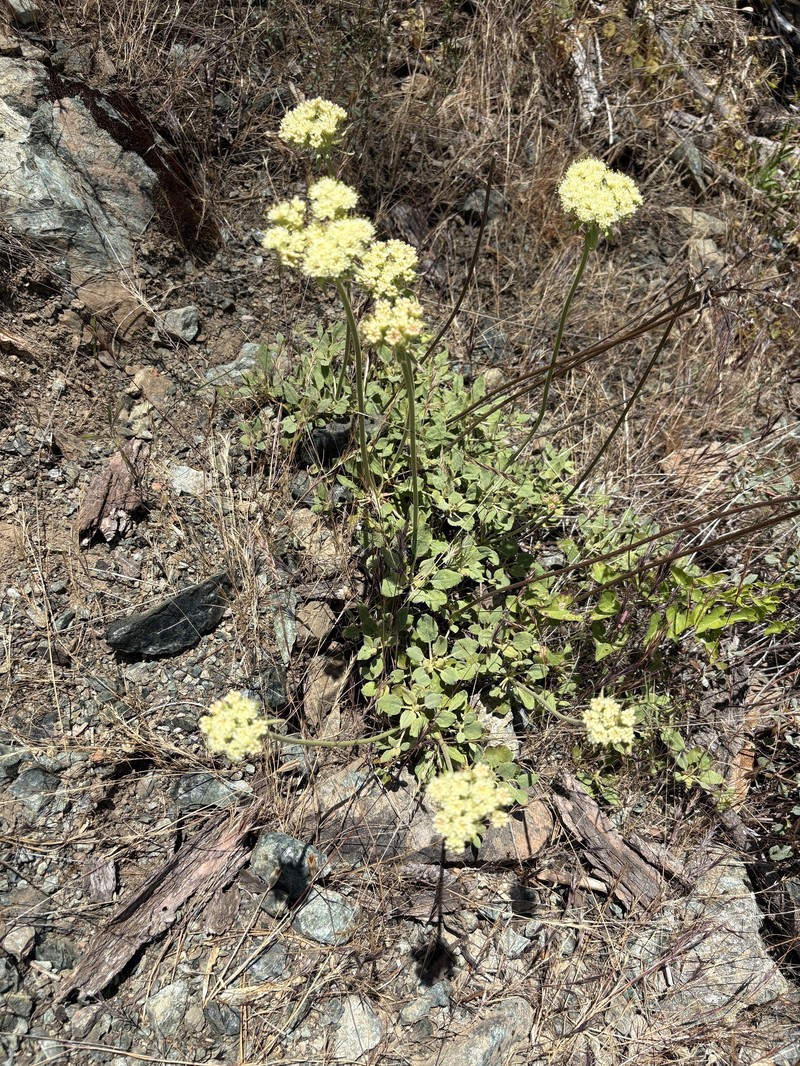 Eriogonum ursinum var. ursinum