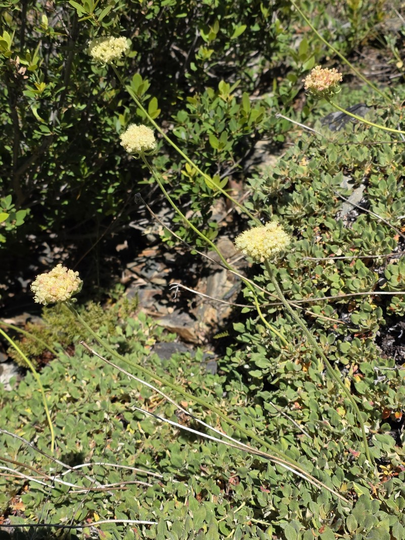 Eriogonum ursinum var. ursinum photo 2