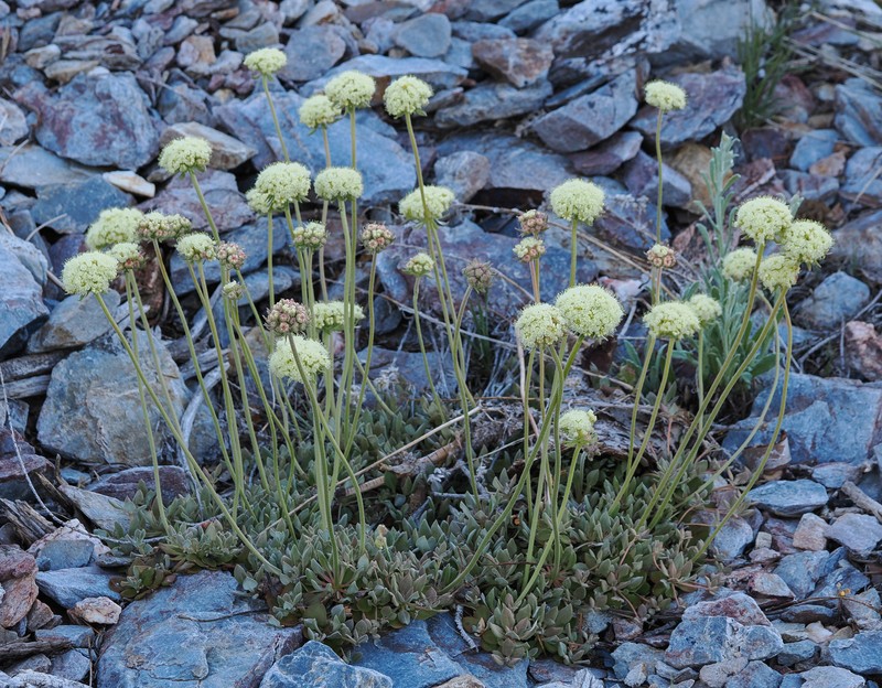 Eriogonum ursinum var. ursinum photo 3
