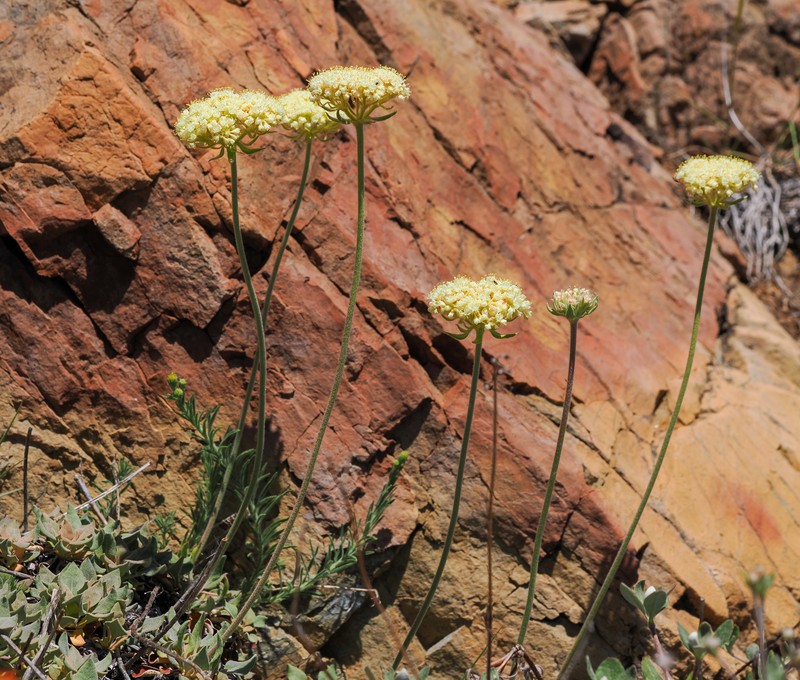 Eriogonum ursinum var. ursinum photo 4