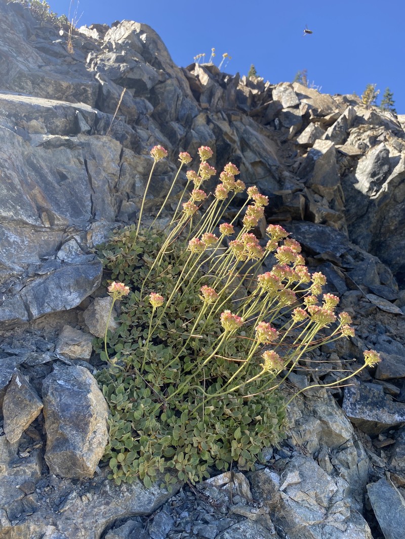 Eriogonum ursinum var. ursinum photo 5