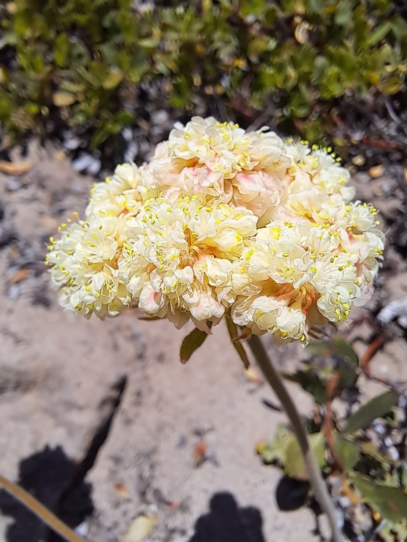 Eriogonum ursinum var. ursinum photo 6