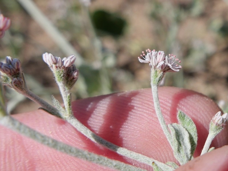 Idria Buckwheat