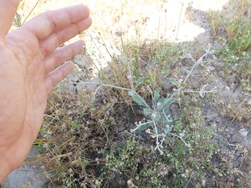 Idria Buckwheat photo 2