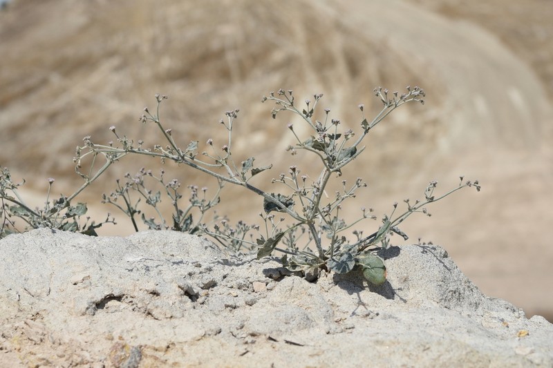 Idria Buckwheat photo 3