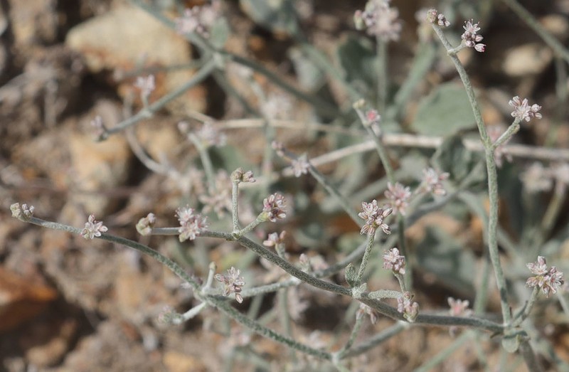 Idria Buckwheat photo 4