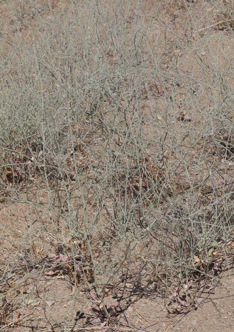 Idria Buckwheat photo 5