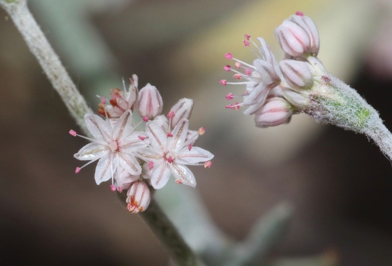 Idria Buckwheat photo 6