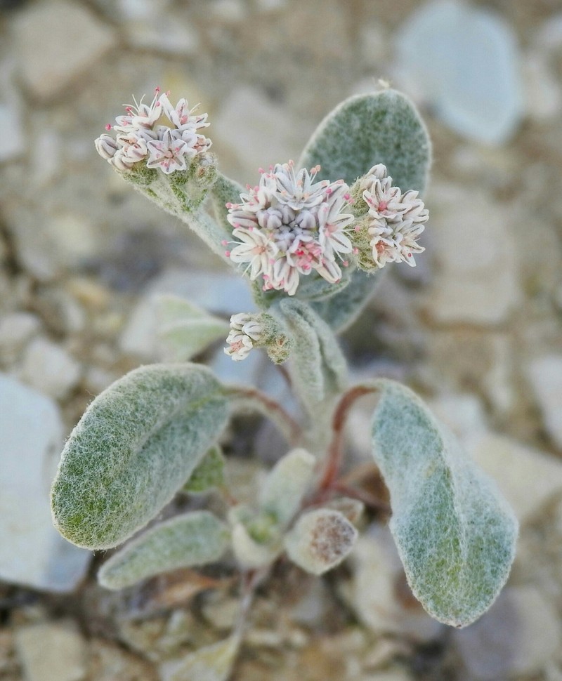 Idria Buckwheat photo 7