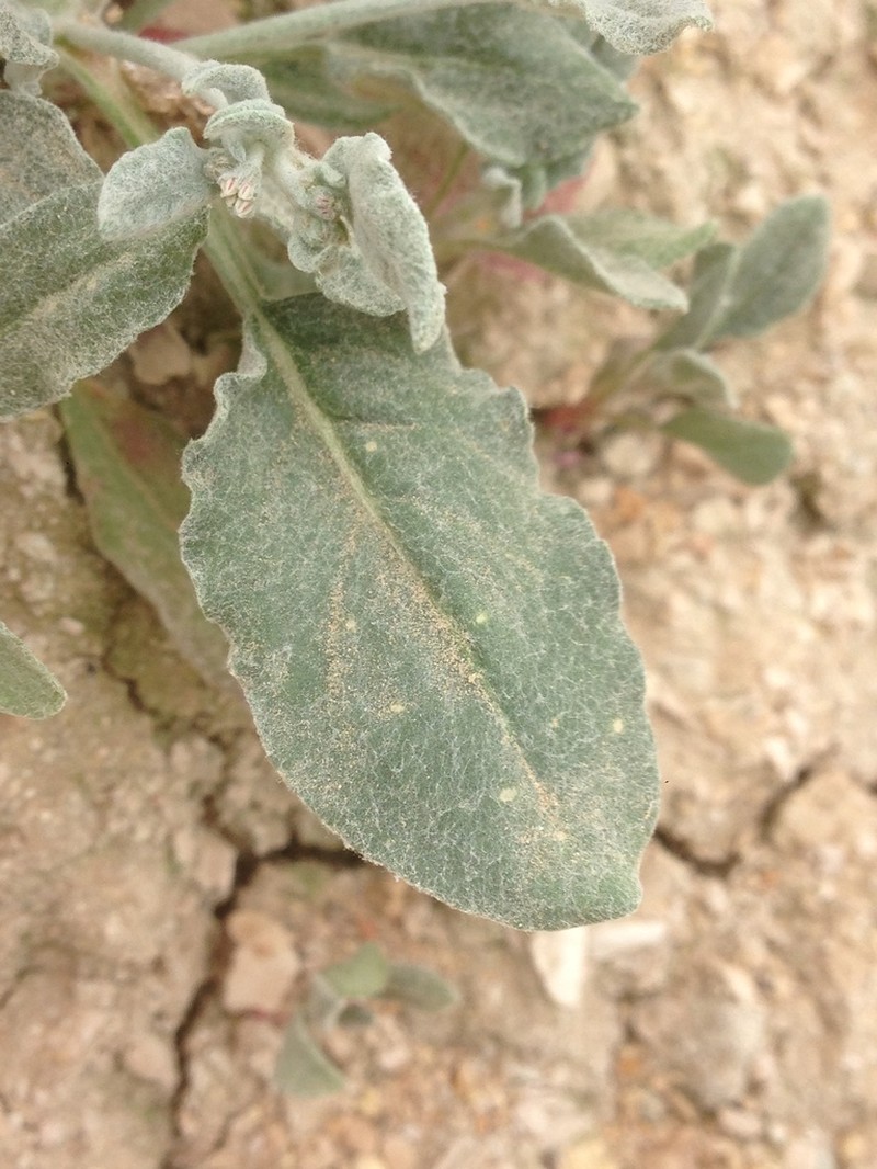 Idria Buckwheat photo 8
