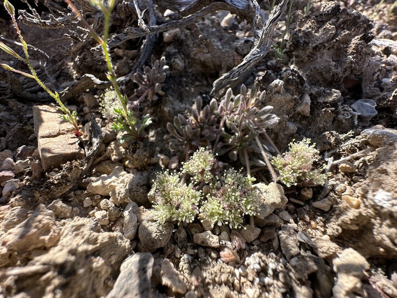 Gray Buckwheat