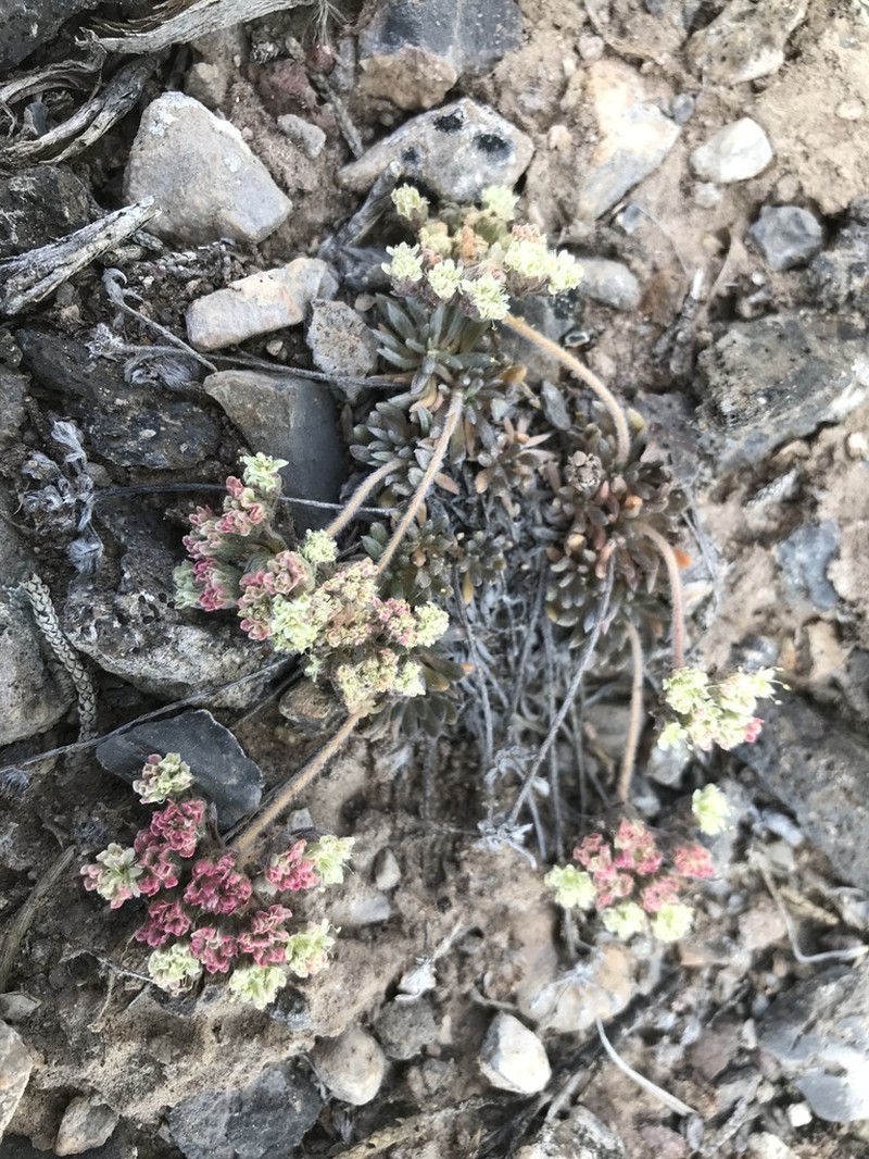 Gray Buckwheat photo 2