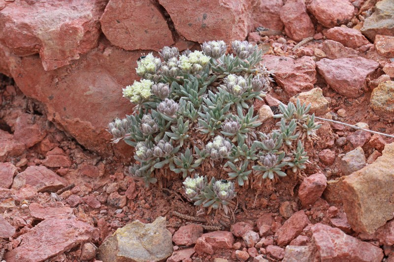 Gray Buckwheat photo 3