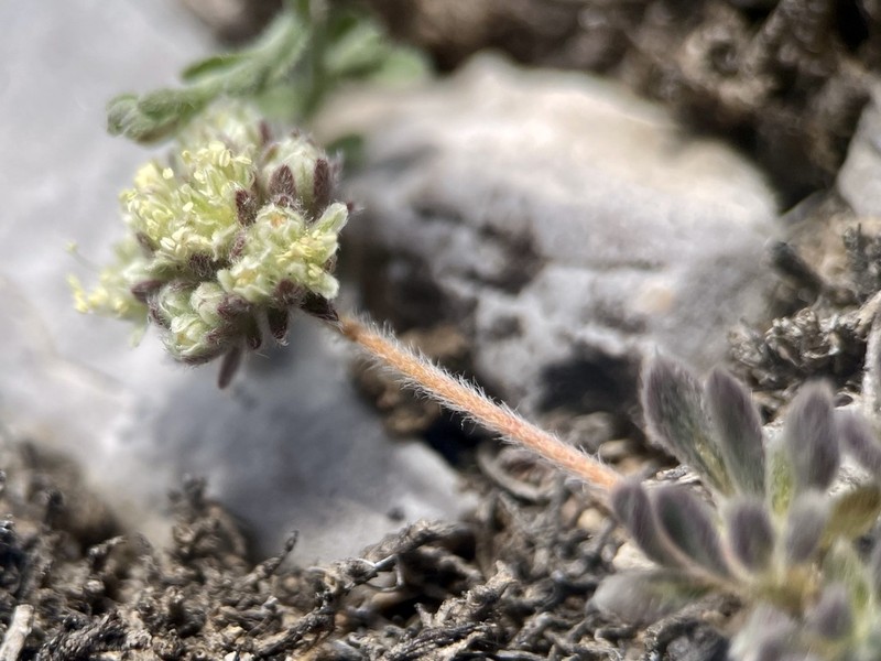 Gray Buckwheat photo 4
