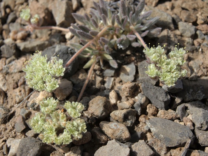 Gray Buckwheat photo 5