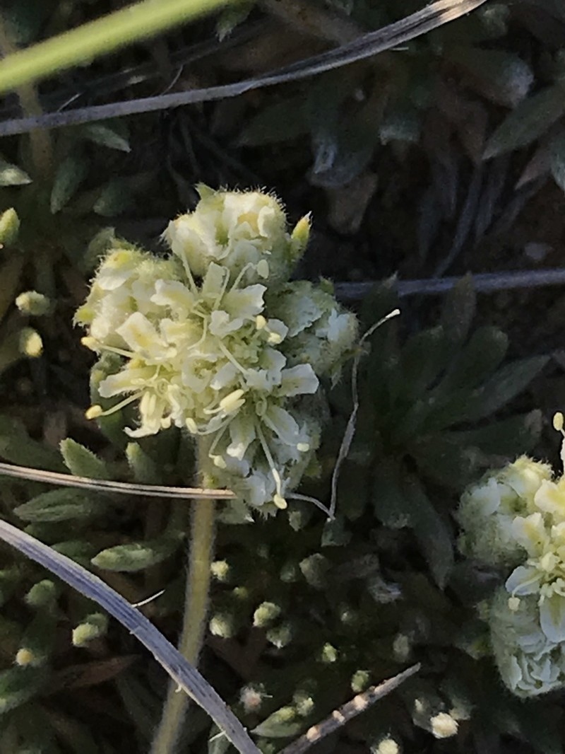 Gray Buckwheat photo 6