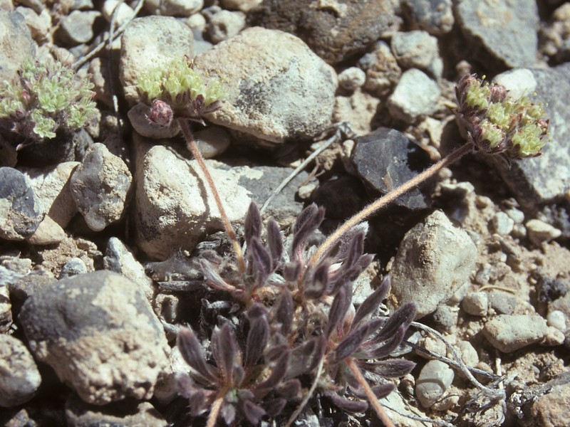 Gray Buckwheat photo 7