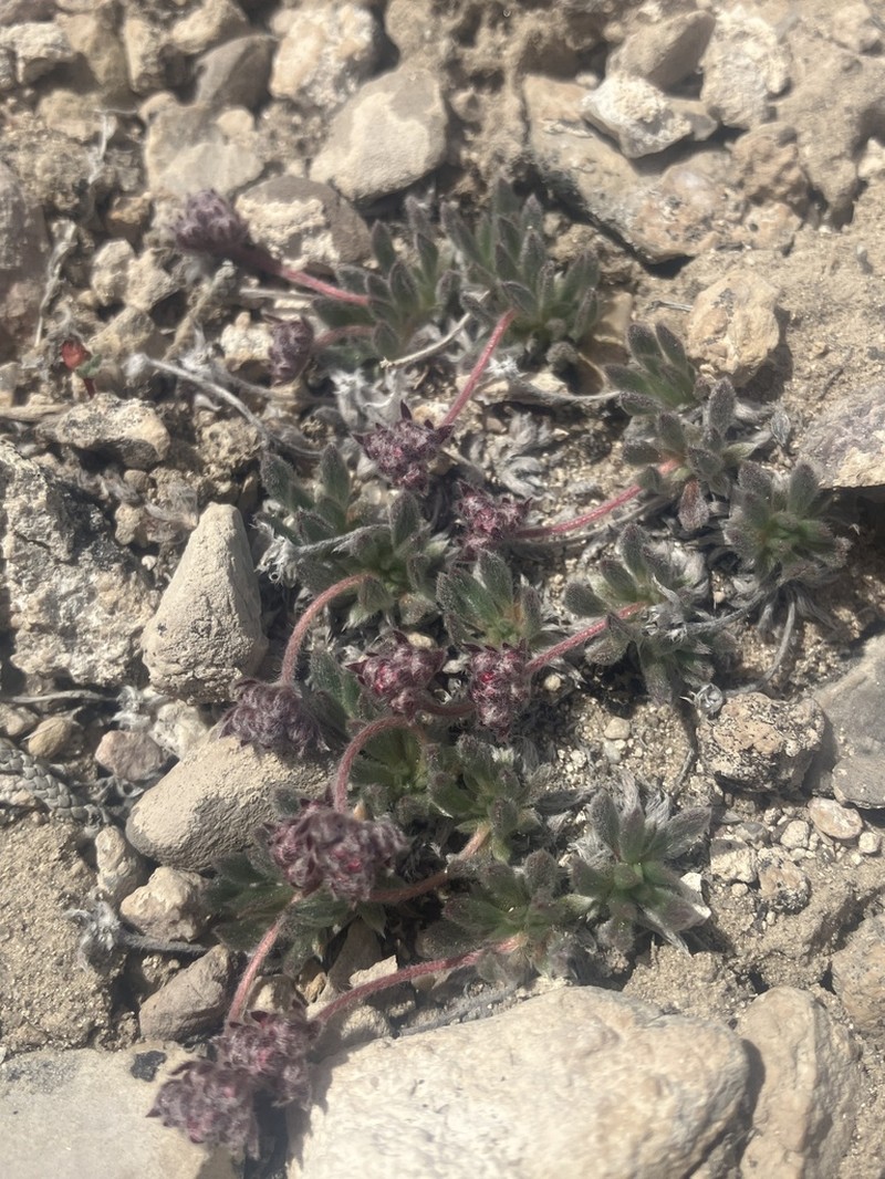 Gray Buckwheat photo 8
