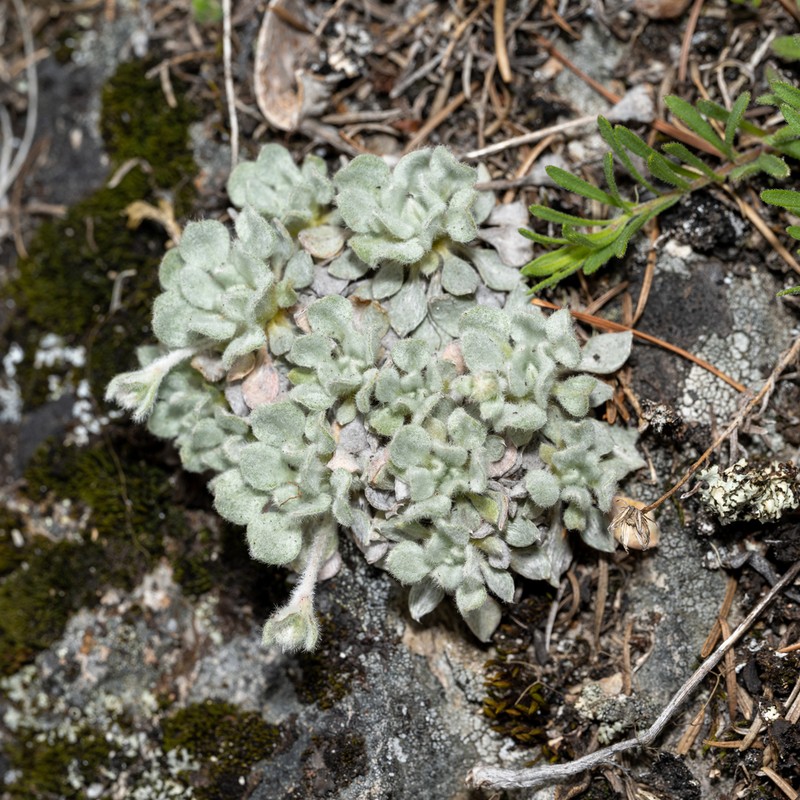 Eriogonum villosissimum