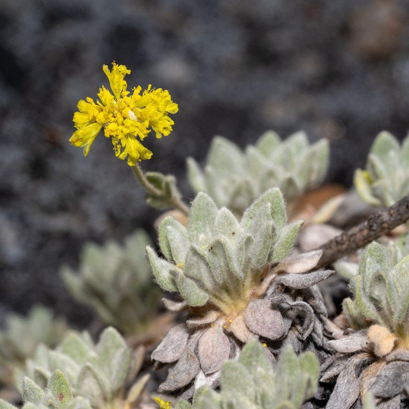 Eriogonum villosissimum photo 2