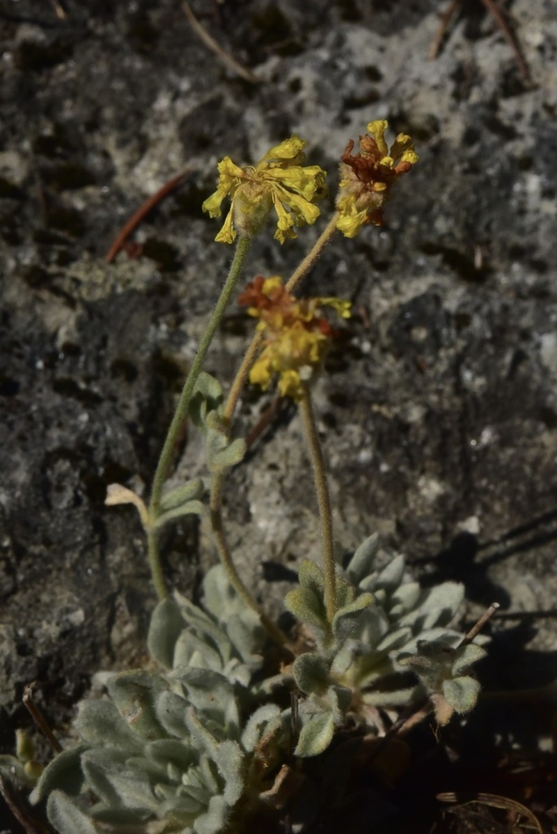 Eriogonum villosissimum photo 3