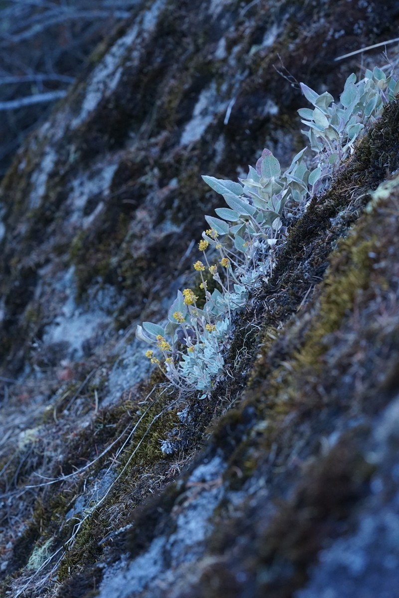 Eriogonum villosissimum photo 4