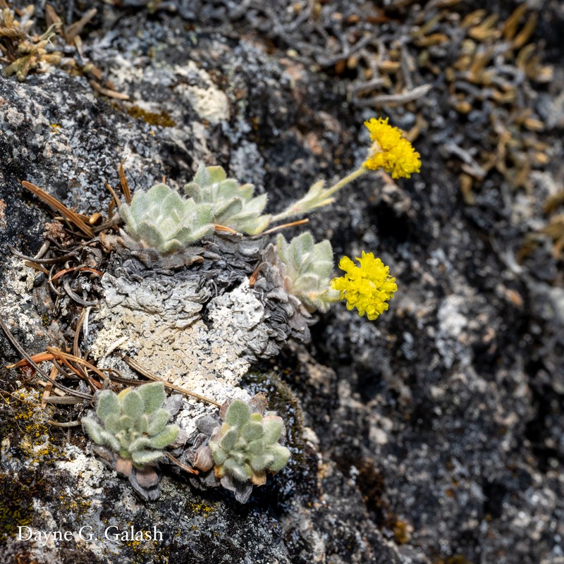 Eriogonum villosissimum photo 5