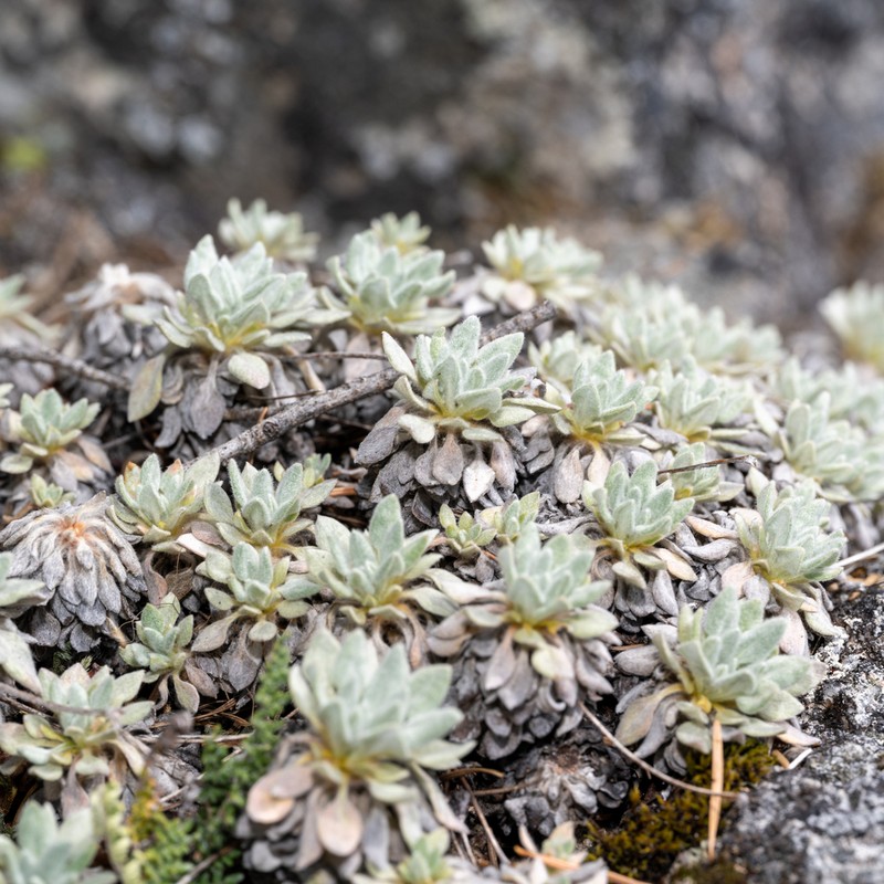 Eriogonum villosissimum photo 6