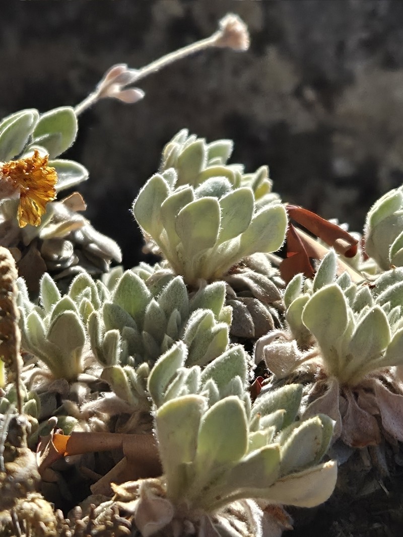 Eriogonum villosissimum photo 8