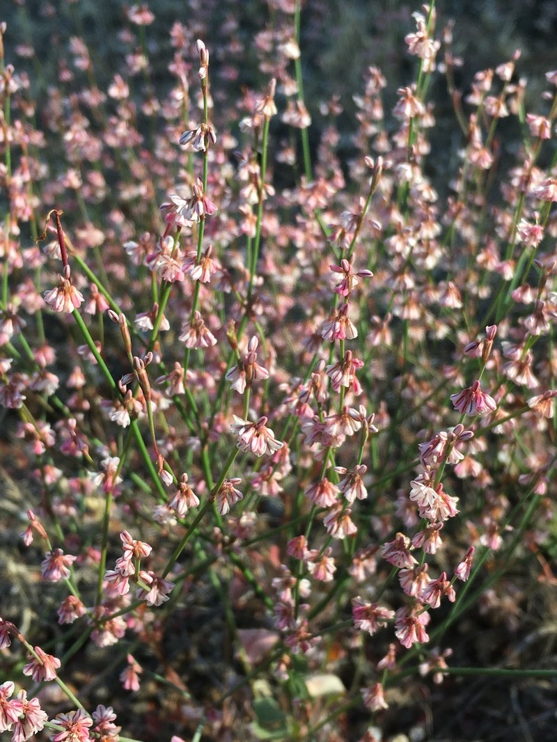 Wickerstem Buckwheat