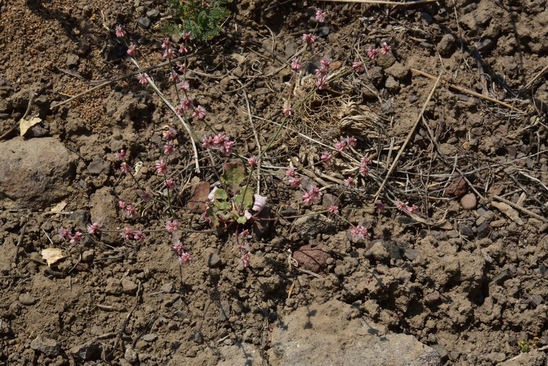 Wickerstem Buckwheat