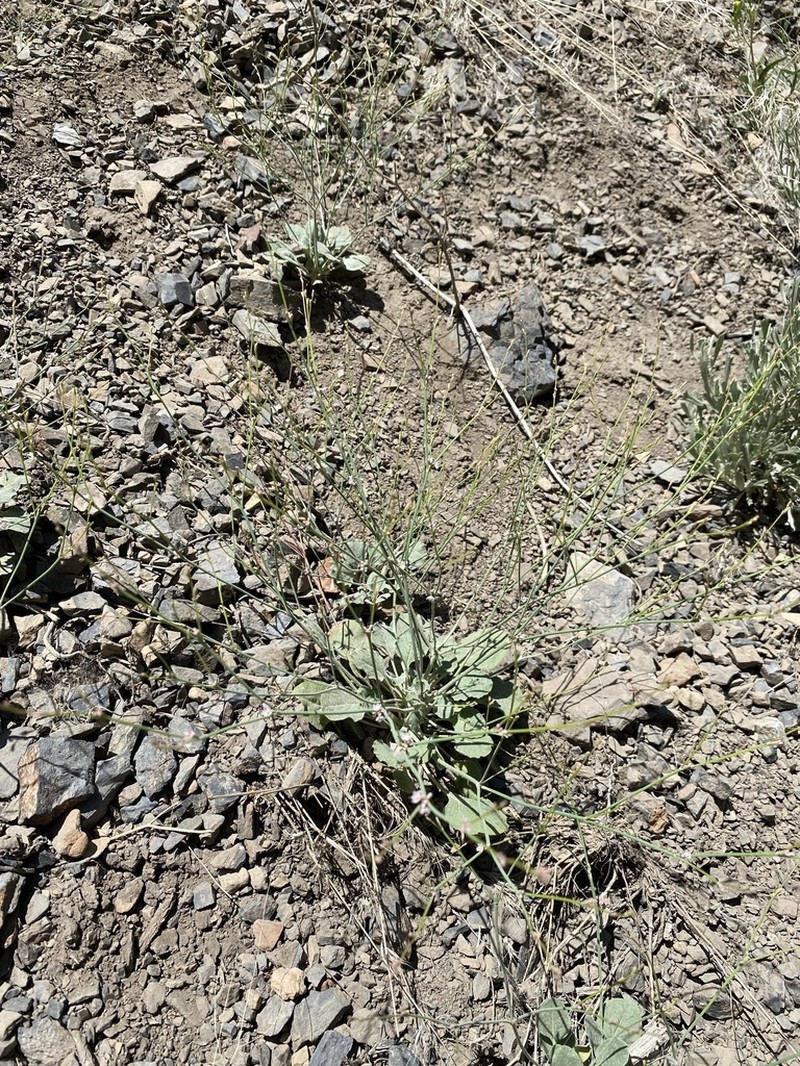 Wickerstem Buckwheat photo 2