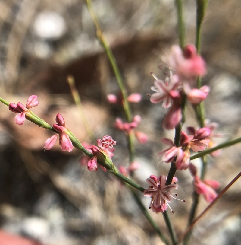 Wickerstem Buckwheat photo 3