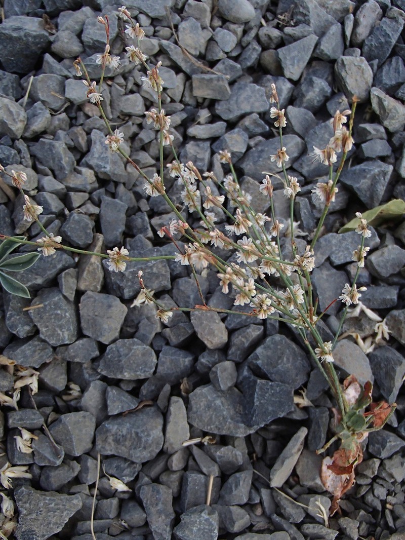 Wickerstem Buckwheat photo 4