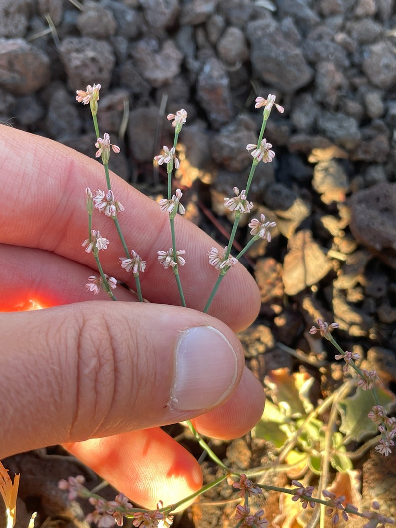 Wickerstem Buckwheat photo 5