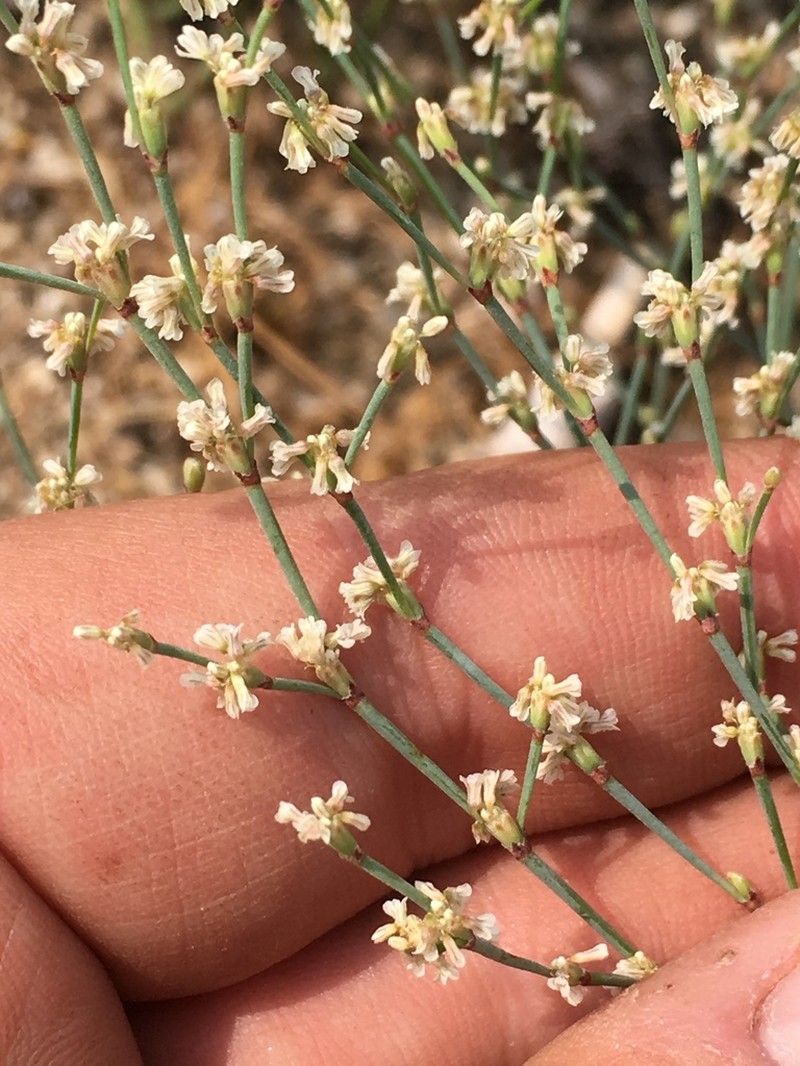 Wickerstem Buckwheat photo 6