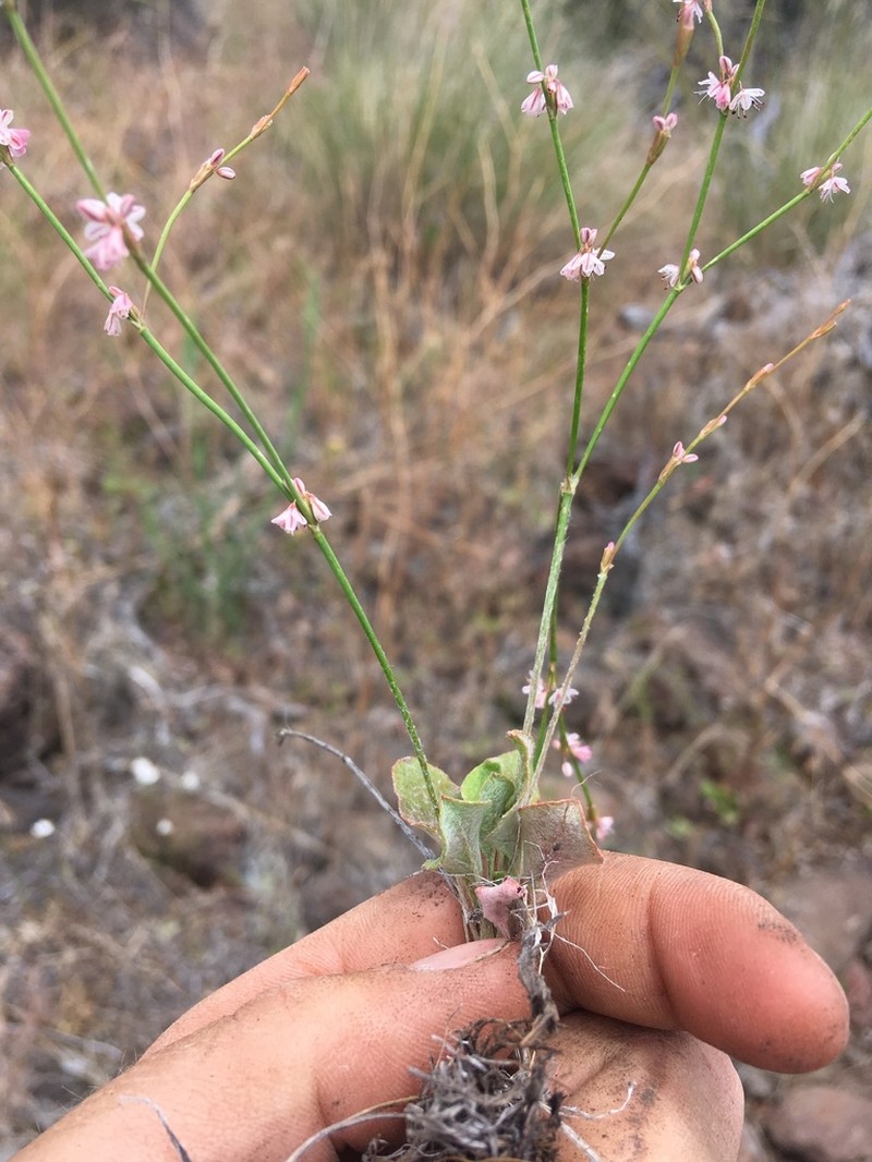 Wickerstem Buckwheat photo 7