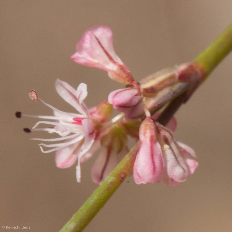 Wickerstem Buckwheat photo 8