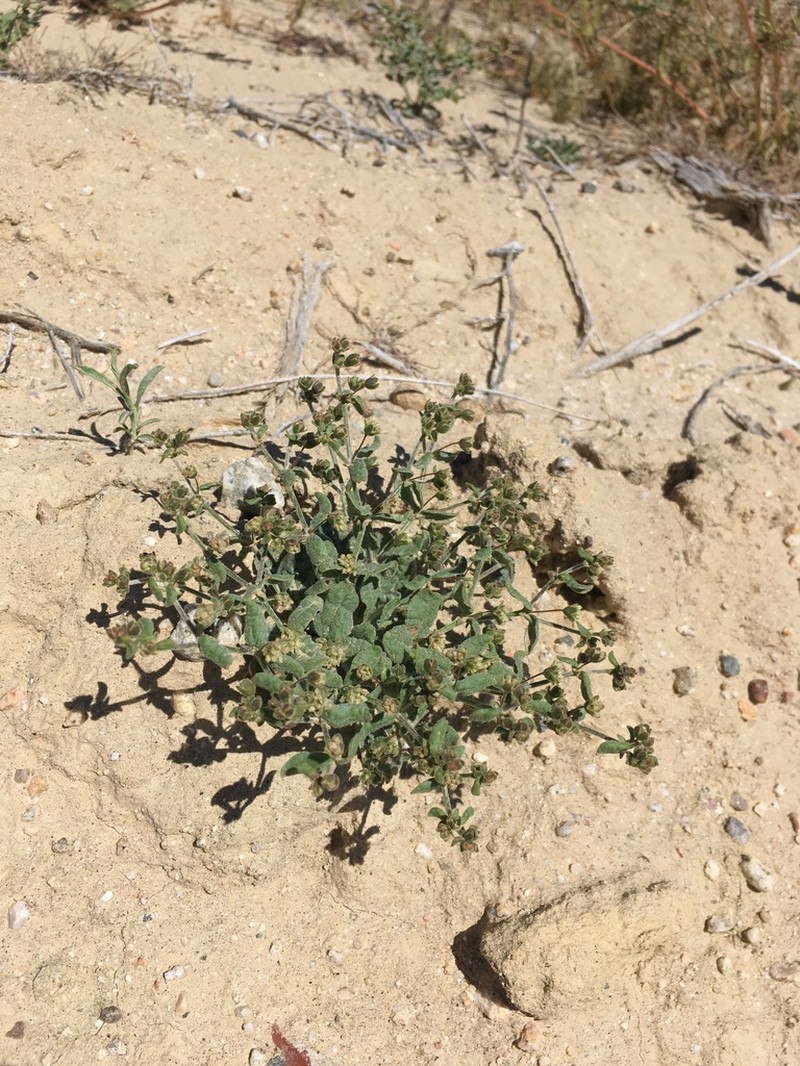 Twotooth Buckwheat photo 2