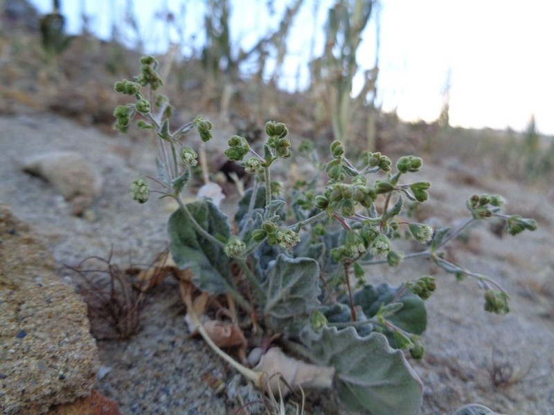 Twotooth Buckwheat photo 3