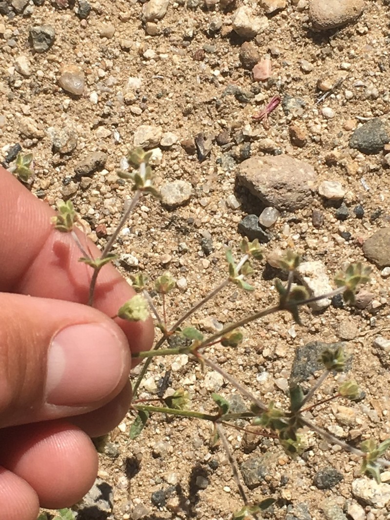 Twotooth Buckwheat photo 4
