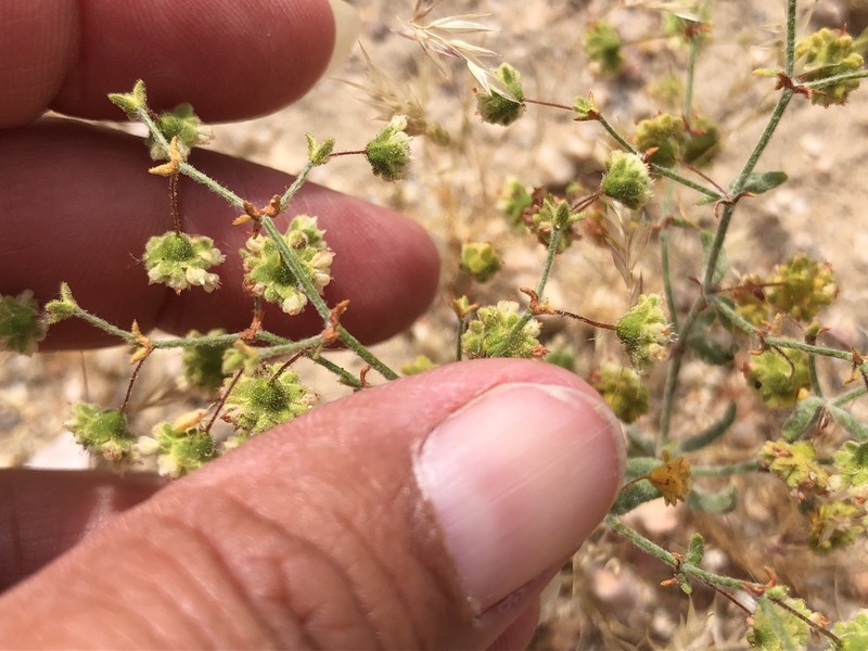 Twotooth Buckwheat photo 5