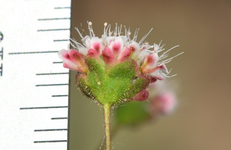 Twotooth Buckwheat photo 6